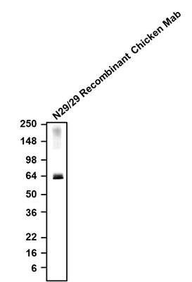 Chicken Anti-VGlut2 (Recombinant Chimeric)