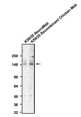 The mouse mAb and chicken mAb were detected with anti-mouse-HRP and anti-chicken-HRP, respectively.