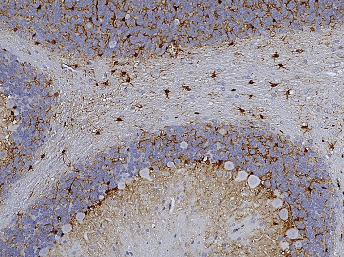 Representative image of formalin fixed paraffin embedded section of rat cerebellum section stained with anti-AldhL1 recombinant chicken monoclonal antibody (brown) at 1:1000 dilution and counterstained with hematoxylin (blue). Anti-ALDH1L1 specifically stains the astrocytes in the cerebellum.
