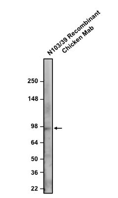 Western blotting of rat whole brain homogenate with anti-Aldh1L1 recombinant chicken mAb antibody recognizing endogenous Aldh1L1 at ~100 kDa. Detected with anti-chicken-HRP.