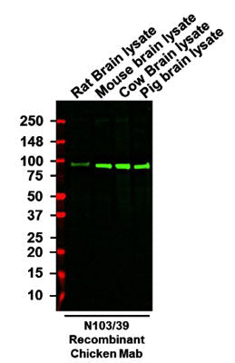 Western blotting of brain lysates from the indicated species with anti-Aldh1L1 recombinant chicken mAb antibody recognizing endogenous Aldh1L1 at ~100 kDa. Detected with anti-chicken-HRP.