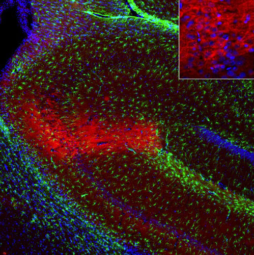 Representative image of 4% paraformaldehyde fixed free-floating rat brain sections stained with anti-RGS14 recombinant chicken monoclonal antibody (red) at 1:1000 dilution and co-stained with anti-GFAP rabbit polyclonal antibody (green). DAPI nuclear stain (blue) shows cell nuclei. Anti-RGS14 specifically stains the pyramidal neurons in the CA2 region of the hippocampus.