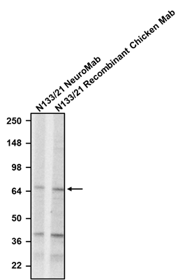 The mouse mAb and chicken mAb were detected with anti-mouse-HRP and anti-chicken-HRP, respectively.