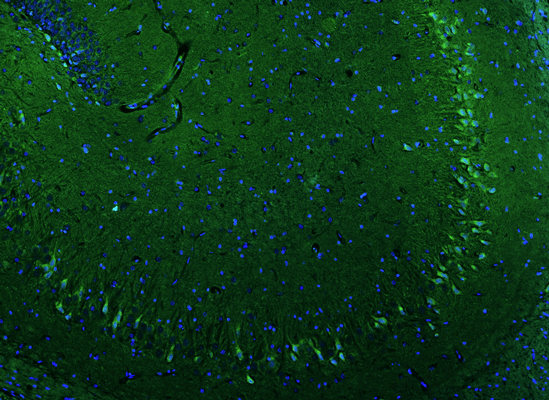 Formalin fixed, paraffin-embedded rat brain hippocampus showing oligodendocytes stained by Olig1 recombinant chicken monoclonal antibody using goat anti-chicken IgY CF®488 secondary antibody (visualized in green). DAPI nuclear stain (blue) shows cell nuclei. Anti-Olig1 specifically stains the oligodendrocytes present in the CA3 and CA4 regions of the hippocampus.