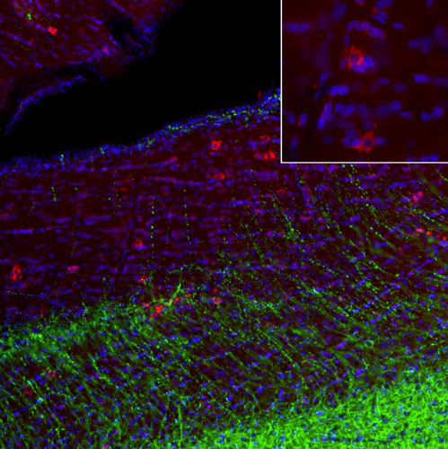 Representative image of 4% paraformaldehyde fixed free-floating rat brain sections stained with anti-Olig1 recombinant chicken monoclonal antibody (red) at 1:1000 dilution and co-stained with anti-MAP2 rabbit polyclonal antibody (green). DAPI nuclear stain (blue) shows cell nuclei. Anti-Olig1 specifically stains the oligodendrocytes.