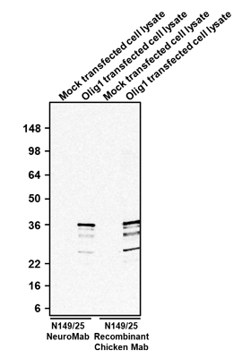 The mouse mAb and chicken mAb were detected with anti-mouse-HRP and anti-chicken-HRP, respectively.