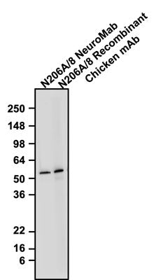 The mouse mAb and chicken mAb were detected with anti-mouse-HRP and anti-chicken-HRP, respectively. Recombinant chicken anti-GFAP mAb recognizes endogenous GFAP with similar sensitivity as the anti-GFAP mouse monoclonal antibody in the rat brain homogenate at ~50 kDa.