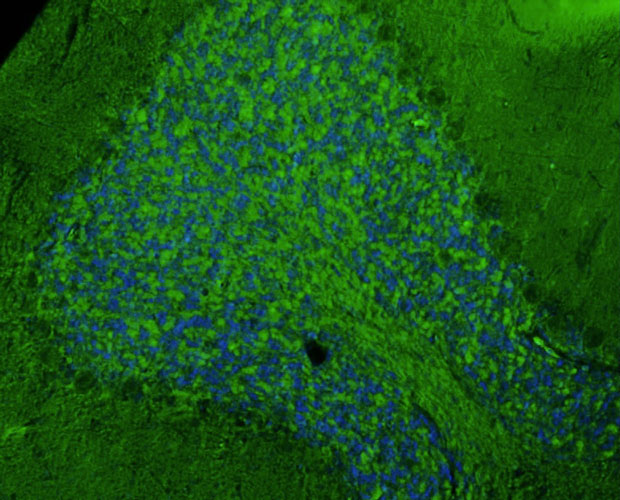 Representative section of formalin fixed, paraffin-embedded rat brain cerebellum showing cells stained by anti-GluN2A/NR2A Glutamate Receptor recombinant chicken mAb (green) using goat anti-chicken IgY CF®488 secondary antibody. DAPI nuclear stain (blue) shows cell nuclei.
