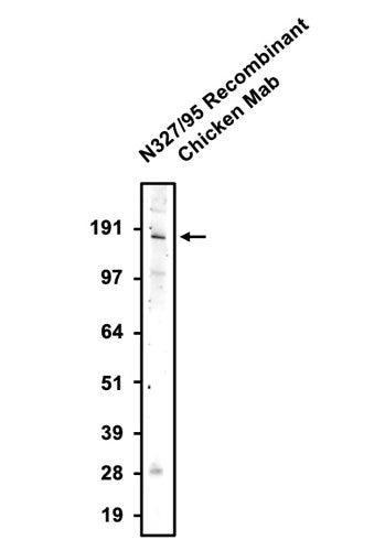 Western blotting of rat brain membrane with anti-GluN2A/NR2A Glutamate Receptor recombinant chicken mAb. The chicken mAb was detected with anti-chicken-HRP and recognizes endogenous NR2A in the rat brain membrane fraction at ~170 kDa.