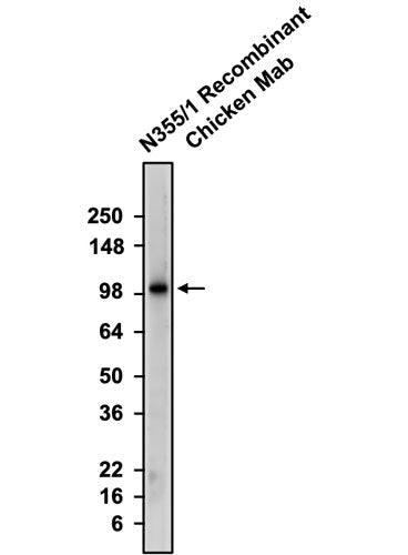 Western blotting of rat brain membrane with anti-GluA1/GluR1 Glutamate Receptor recombinant chicken mAb. The chicken mAb was detected with anti-chicken-HRP and recognizes endogenous GluA1 in the rat brain membrane fraction at ~100 kDa.