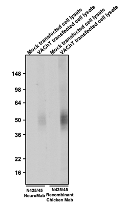 The mouse mAb and chicken mAb were detected with anti-mouse-HRP and anti-chicken-HRP, respectively.