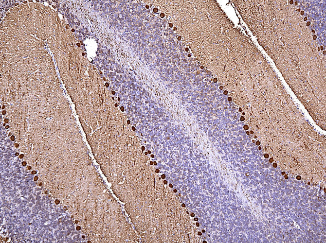 Anti-CALB1 specifically stains the Purkinje cells in the cerebellum. Magnification 100X.