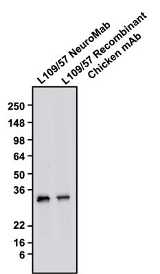 The mouse Mab and chicken mAb were detected with anti-mouse-HRP and anti-chicken-HRP, respectively. Recombinant chicken anti-CALB1 mAb recognizes endogenous CALB1 with similar sensitivity as the anti-CALB1 mouse monoclonal antibody in the rat brain homogenate at ~30 kDa.