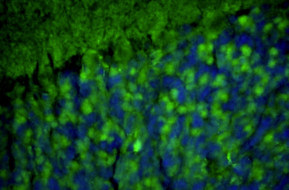 Representative section of formalin fixed, paraffin-embedded rat brain cerebellum region showing staining of Homer1 with anti-Homer1 recombinant chicken monoclonal antibody (green) at 1:100 dilution. The stained sections were mounted with Fluoroshield with DAPI and DABCO mounting medium. DAPI nuclear stain (blue) shows cell nuclei. Anti-Homer1 stains the postsynaptic densities of the Purkinje cell dendrites in the molecular layer of the cerebellum. Magnification 400X.
