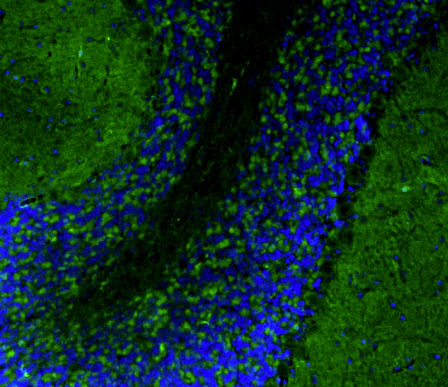 Representative FFPE section of rat brain cerebellum showing Homer1 staining. The sections were stained with anti-Homer1 recombinant chicken mAb using goat anti-chicken IgY CF®488 secondary antibody (green). The sections were mounted with Fluoroshield (DAPI & DABCO) mounting medium. DAPI (blue) stains cell nuclei. Anti-Homer1 stains the postsynaptic densities of the Purkinje cell dendrites in the molecular layer of the cerebellum.