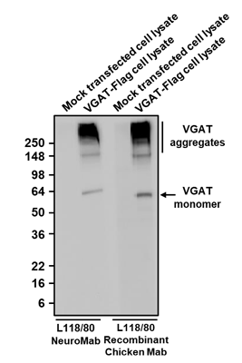 The mouse mAb and chicken Mab were detected with anti-mouse-HRP and anti-chicken-HRP, respectively.