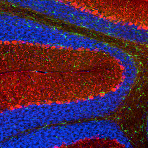 DAPI nuclear stain (blue) shows cell nuclei. Anti-Parvalbumin specifically stains the Purkinje cells and other neurons in the molecular layer of the cerebellum.