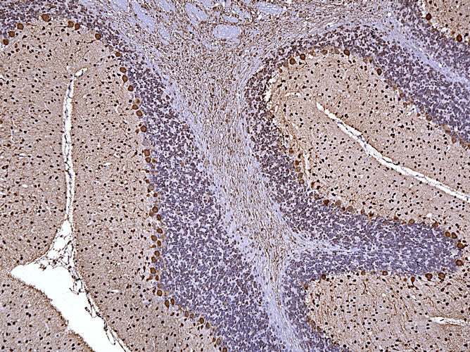 Anti-Parvalbumin specifically stains the Purkinje cells and other neurons in the molecular layer of the cerebellum. Magnification 100X.
