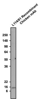 Chicken Anti-Parvalbumin (Recombinant Chimeric)