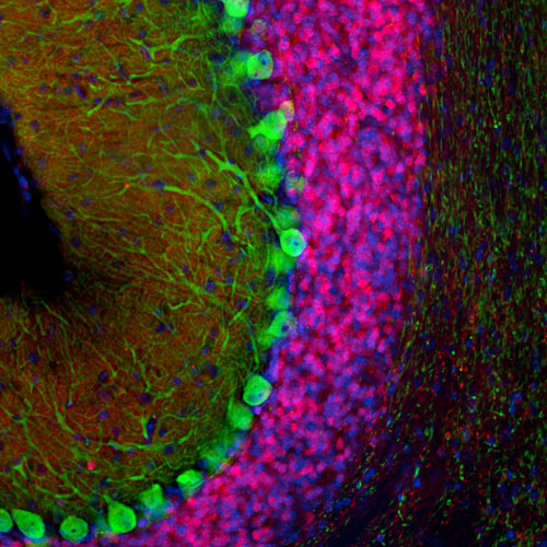 DAPI nuclear stain (blue) shows cell nuclei. Anti-Calretinin specifically stains the interneurons in the granule cell layer of the cerebellum.
