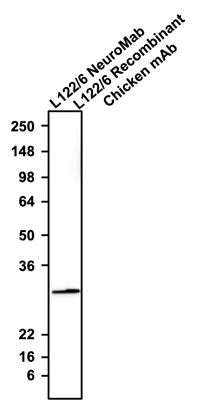 The mouse mAb and chicken mAb were detected with anti-mouse-HRP and anti-chicken-HRP, respectively.
