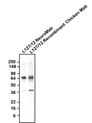 The mouse mAb and chicken mAb were detected with anti-mouse-HRP and anti-chicken-HRP, respectively.
