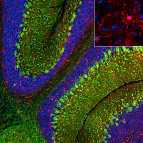DAPI nuclear stain (blue) shows cell nuclei. Anti-TMEM119 specifically stains the microglial cells in the cerebellum.