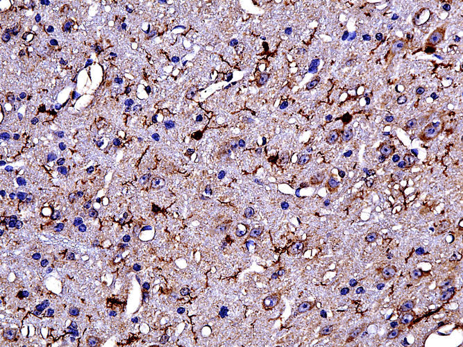 Anti-TMEM119 specifically stains the microglial cells in the mouse cortex.