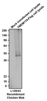 Chicken Anti-TMEM119 (Recombinant Chimeric)