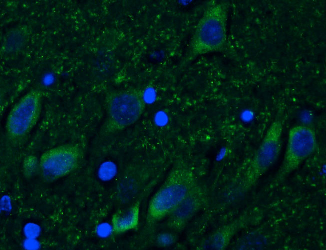 Chicken Anti-CSPG4/NG2 (Recombinant Chimeric)