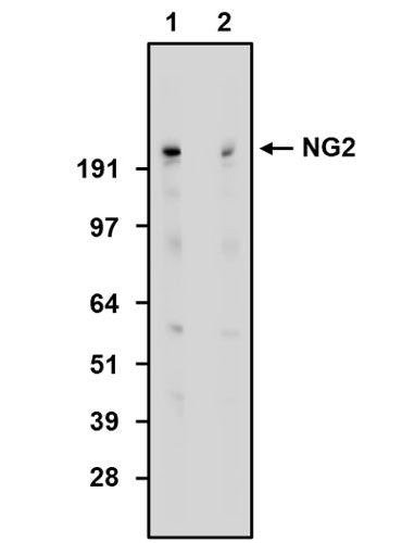 Chicken Anti-CSPG4/NG2 (Recombinant Chimeric)