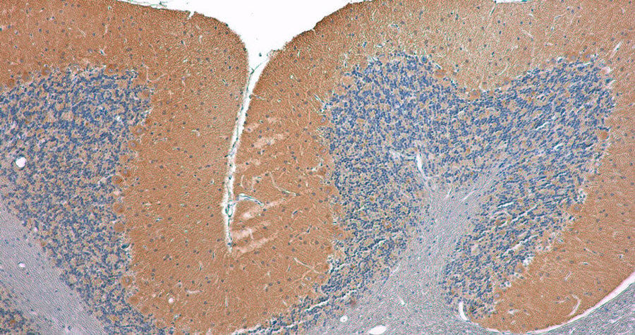 Anti-Cavα2δ2 specifically stains the Purkinje cells in the cerebellum.