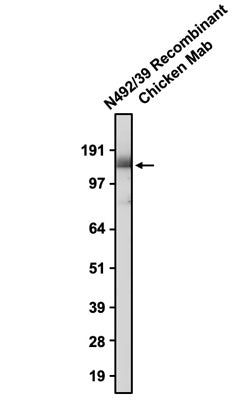 Western blotting of rat brain membrane with anti-Cavα2δ2 recombinant chicken mAb antibody, recognizing endogenous Cavα2δ2 at ~130 kDa, and detected with anti-chicken-HRP.
