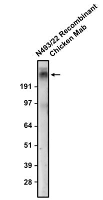 Western blotting of rat brain membrane with anti-Cav2.3 recombinant chicken mAb antibody recognizing endogenous Cav2.3 at ~250 kDa. The chicken mAb was detected with anti-chicken-HRP.