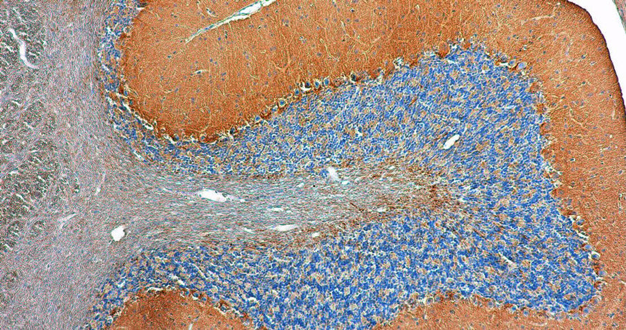 Representative image of formalin fixed paraffin embedded section of rat cerebellum section stained with anti-Teneurin-3 recombinant chicken monoclonal antibody (brown) and counterstained with hematoxylin (blue). Magnification: 200X