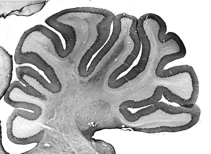 Immunohistochemistry staining of cerebellum region from adult rats using anti-Teneurin-3 mouse monoclonal antibody (Clone N497/10). The variable region of this antibody was used to generate recombinant chicken chimeric anti-Teneurin-3 antibody.