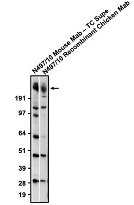 The mouse mAb and chicken mAb were detected with anti-mouse-HRP and anti-chicken-HRP, respectively.