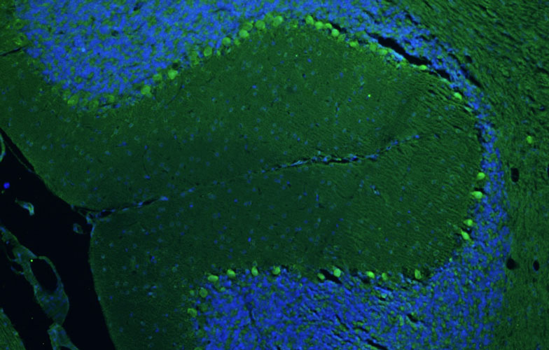 Chicken Anti-TMEM240 (Recombinant Chimeric)