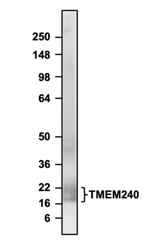 Chicken Anti-TMEM240 (Recombinant Chimeric)