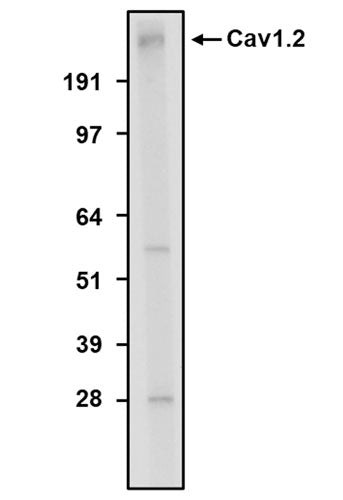 Chicken Anti-Cav1.2 Ca2+ Channel (Recombinant Chimeric)