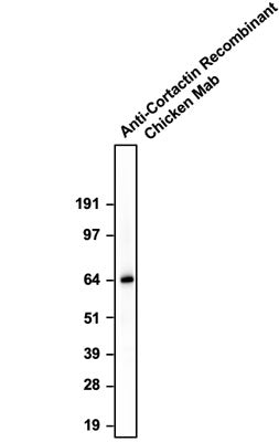 Western blotting of HeLa cell lysates with anti-Cortactin recombinant chicken mAb antibody at ~65 kDa. The chicken mAb was detected with anti-chicken-HRP.