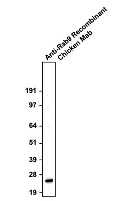 The mAb was detected with anti-chicken-HRP.