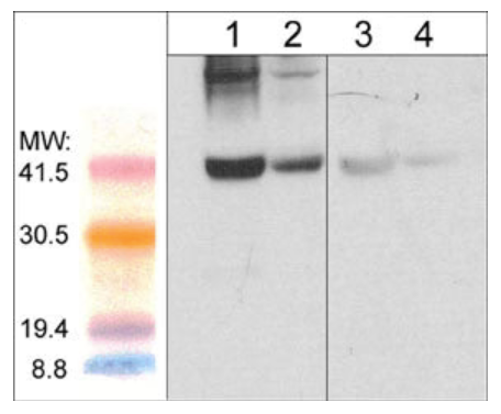 Western blot image of mouse gastrocnemius (lanes 1 & 3) and mouse diaphragm tissue lysate (lanes 2 & 4). The blot was probed with anti-Atrogin-1 (lanes 1-4) in the presence (lanes 3 & 4) or absence (lanes 1 & 2) of Atrogin-1 peptide.