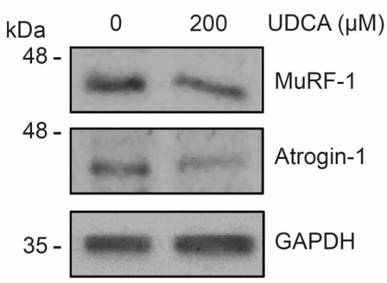 Western blot showing MuRF-1 (1:500) and atrogin-1, 1:500) levels in C2C12 myoblasts differentiated for 4–5 days were incubated with 200 μM UDCA for 72 h. GAPDH was used as a loading control. Image from publication CC-BY-4.0. PMID: 37237400