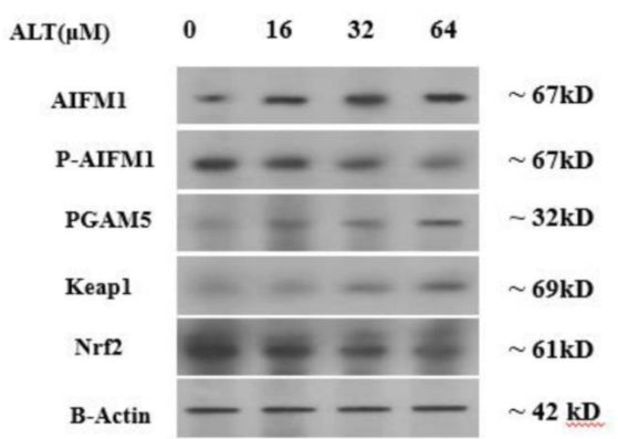 Western blotting shows KEAP1-PGAM5-AIFM1 pathway protein level regulation by ALT. SKOV-3 cells were treated with different concentrations (0, 16, 32 and 64 μM) of ALT for 24 h. Specifically AIFM1, P-AIFM1(Ser-116), KEAP1, Nrf2, and PGAM5 levels were detected. B-Actin used as a control. Image from publication CC-BY-4.0. PMID: 37712005