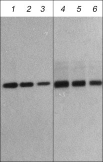 Western blot image of human recombinant Atrogin 1 (lanes 1-6). The blot was probed with rabbit polyclonal Atrogin-1 (lanes 1-3) and rat monoclonal Atrogin-1 (lanes 4-6) at 1:1000 (lanes 1 & 4), 1:2000 (lanes 2 & 5), and 1:4000 (lanes 3 & 6).