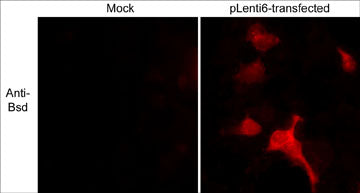 Immunocytochemical labeling of Blasticidin S Deaminase (Bsd) in 293 cells mock transfected (left) and transiently transfected with pLenti6/TR lentiviral vector (right). The cells were labeled with anti-Bsd and detected using appropriate secondary antibody conjugated to Texas Red. (Images provided by Charles Mashburn and Dr. George Smith at the University of Kentucky, Spinal Cord and Brain Injury Research Center).