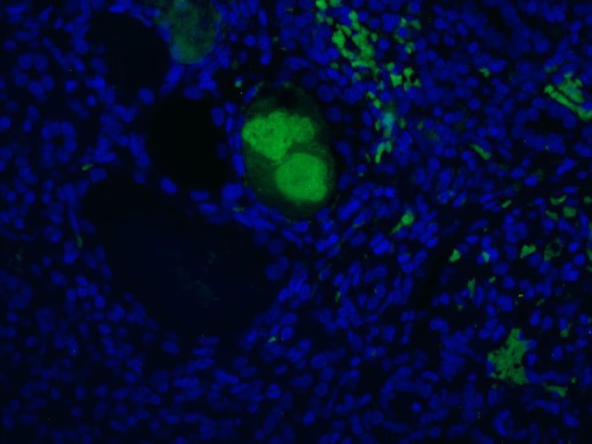 Mouse Anti-Complement C4c