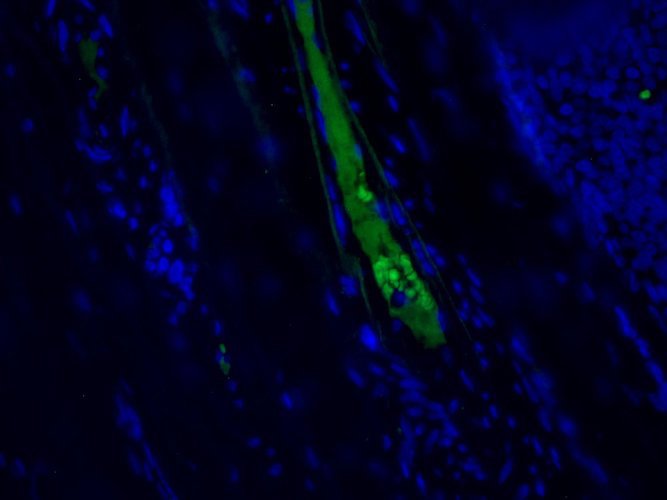 Mouse Anti-Complement C4c