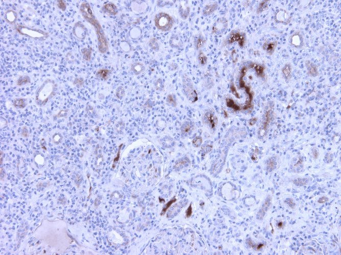 Mouse Anti-Complement C4c